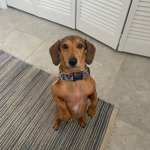 Meet your Posher, Amy